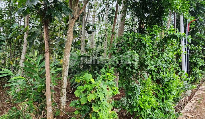 Dijual Tanah Di Mijen Semarang Hadap Semua Arah Lokasi Super Strategis 2