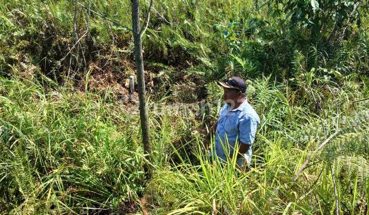 Dijual Tanah Di Kutai Kartanegara Turun Harga Lokasi Strategis Dijual Tanah Di Kutai Kartanegara Turun Harga Lokasi Strategis