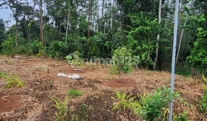 Dijual Tanah Di Mijen Semarang Hadap Semua Arah Lokasi Super Strategis 1