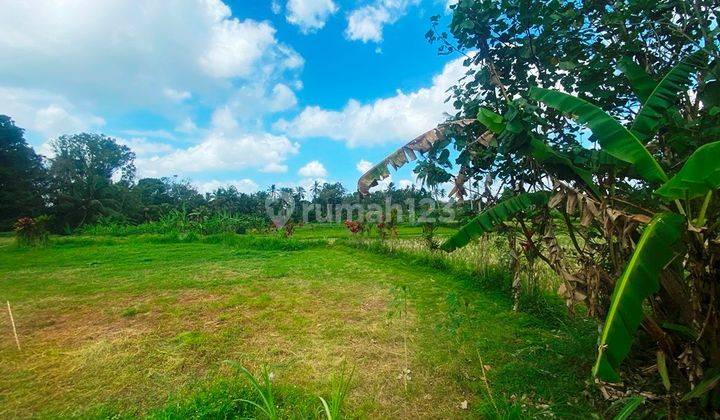 Dijual Tanah 33 Are View Sawah Dan Sungai Lingkungan Villa Di Payangan 2