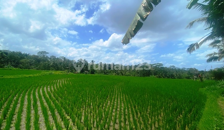 For Sale 19.95 Are Land With Beautiful Rice Field And River View In Payangan Ubud
