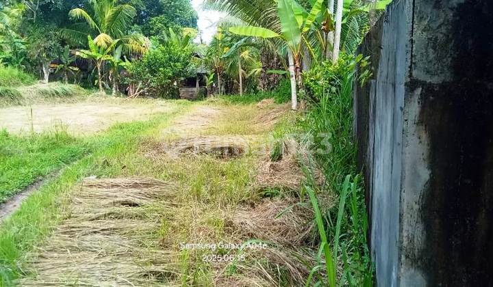 Land For Lease 58 Are On The Main Road Of Payogan - Ubud