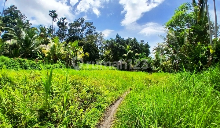 Land For Lease 60 Sqm In Payogan - Ubud Land For Lease 60 Sqm In Payogan - Ubud