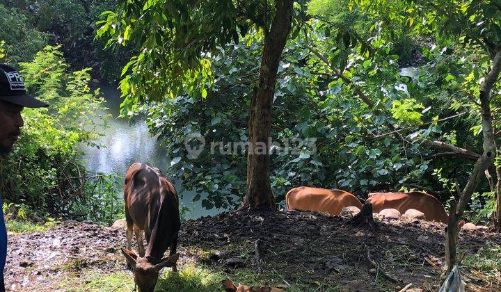 Lahan 530 M2 Aspek Perumahan Dekat Pantai Medewi Jembrana Bali 1