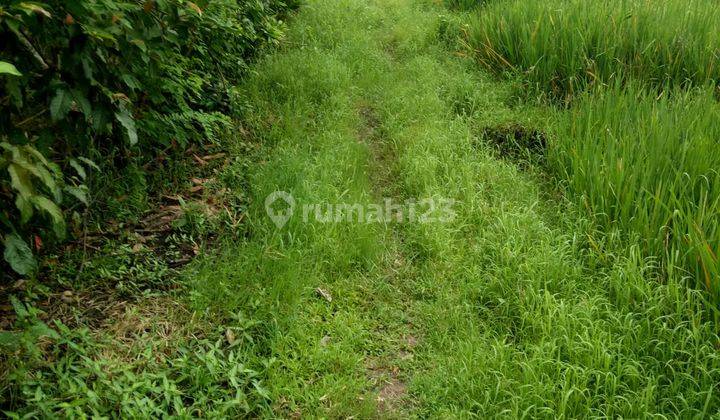 Lahan 530 M2 Aspek Perumahan Dekat Pantai Medewi Jembrana Bali 6