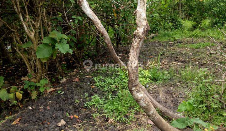 Lahan 530 M2 Aspek Perumahan Dekat Pantai Medewi Jembrana Bali 7