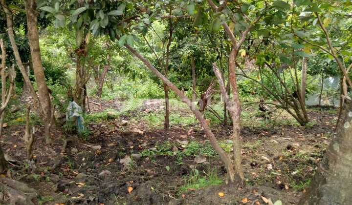 Lahan 530 M2 Aspek Perumahan Dekat Pantai Medewi Jembrana Bali 8