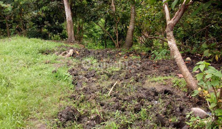 Lahan 530 M2 Aspek Perumahan Dekat Pantai Medewi Jembrana Bali 9