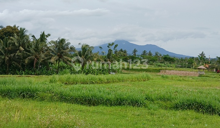 Tanah SHM Luas 1575 M2 di Buahan - Payangan - Gianyar - Bali