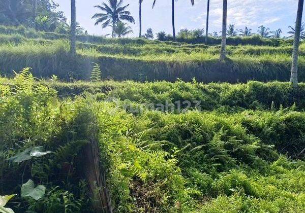 Tanah Los Sungai Wos Dan View Sawah Di Tegallalang Ubud 1