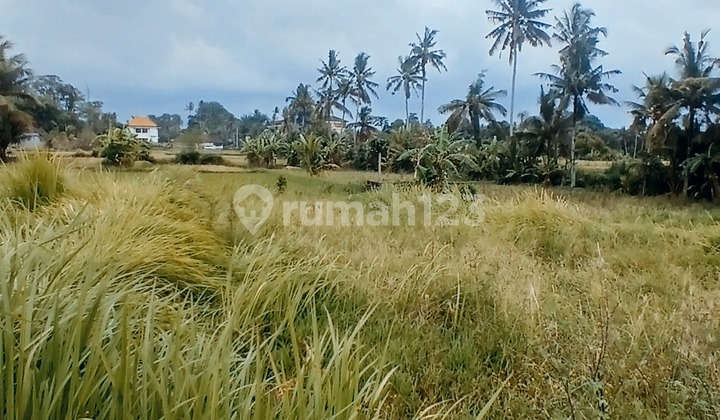 Land For Lease 700 Sqm Ricefield View In Kengetan - Ubud Land For Lease 700 Sqm Ricefield View In Kengetan - Ubud