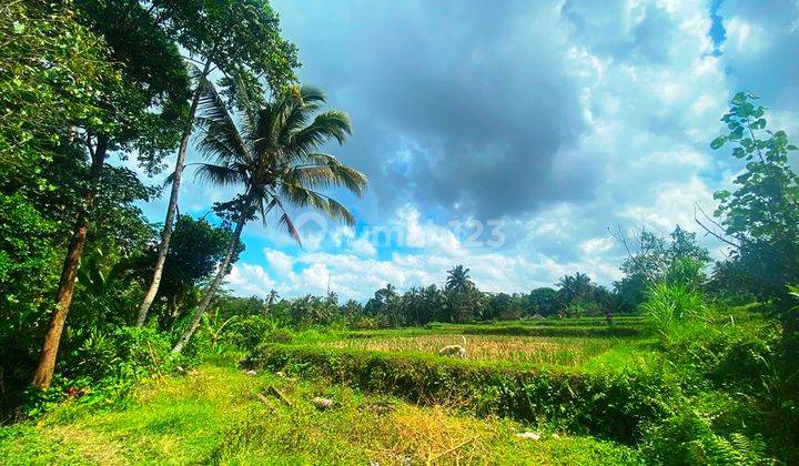 Dijual Tanah 15,10 Are View Sawah Di Ulapan Payangan Bali 2