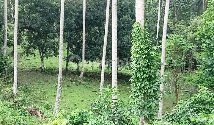 Dijual Lahan 95.75 Are di Selemadeg Barat - Tabanan - Bali