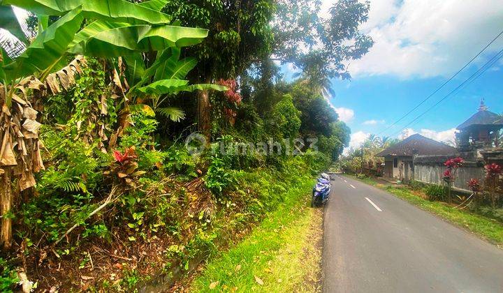 Dijual Lahan SHM 32 Are Pinggir Jalan Dan View Sungai Di Payangan Bali 2