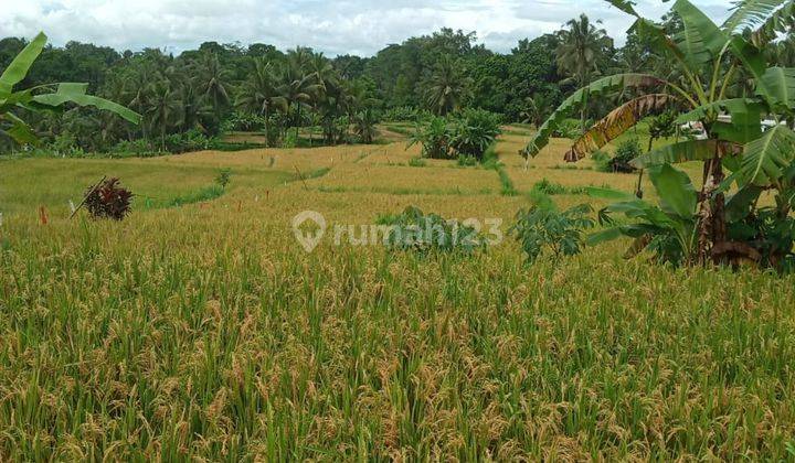 Jual Cepat Lahan 46 Are Di Bukian Payangan Gianyar 1