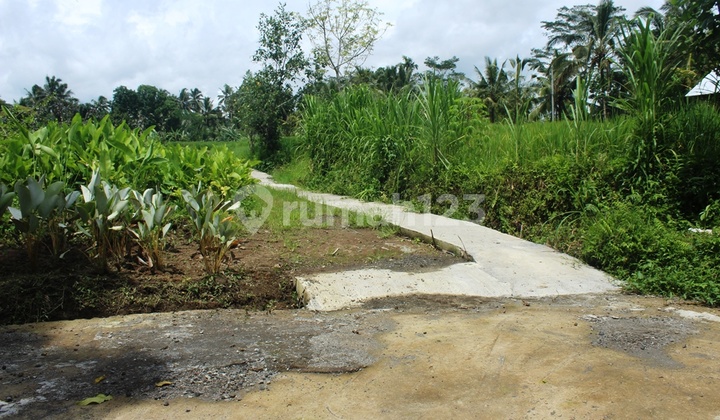 For Sale: 13 Are SHM Land with Rice Field View in Payangan - Bali