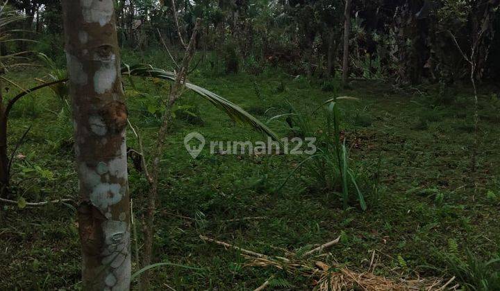 DIJUAL TANAH LADANG 1 HEKTAR DI DESA TARO - TEGALLALANG - GIANYAR  2