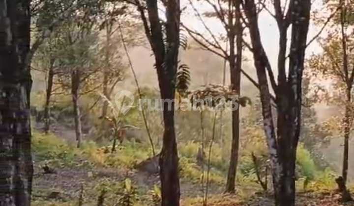 Land for Sale 1.56 Hectares in Gesing Near Munduk Haven Resort