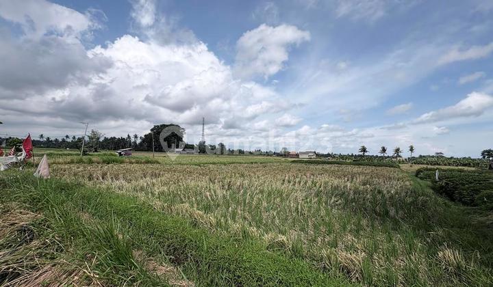 For Rent 500 M2 Land Behind Rusters - Ubud - Bali For Rent 500 M2 Land Behind Rusters - Ubud - Bali