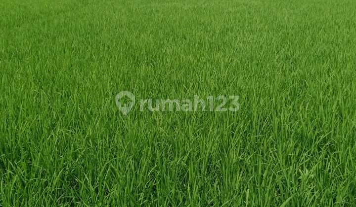 QUICK SALE - LOS PANTAI 34 ARE LAND IN PENYARINGAN - JEMBRANA - BALI