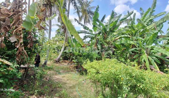 QUICK SALE 510 M2 FREEHOLD LAND NEAR TANAH LOT AND KEDUNGU BEACH - BALI QUICK SALE 510 M2 FREEHOLD LAND NEAR TANAH LOT AND KEDUNGU BEACH - BALI