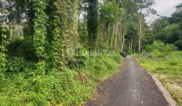 For Lease Vacant Land In Tegallalang Ubud Bali 1