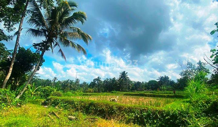 Dijual Tanah 15,10 Are View Sawah Di Ulapan Payangan Bali 1