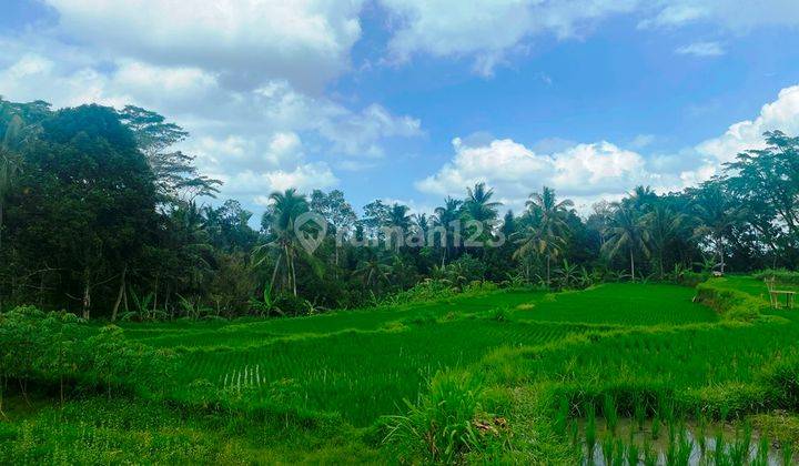 Dijual Lahan 19,95 Are View Sawah Cantik Dan Sungai Di Payangan Ubud 2