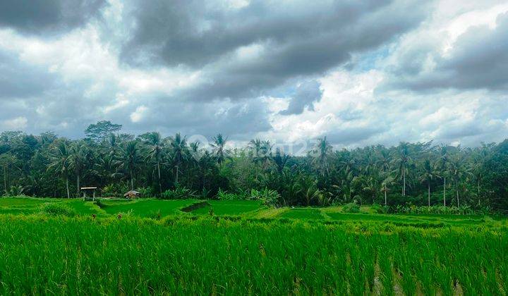 Dijual Lahan 19,95 Are View Sawah Cantik Dan Sungai Di Payangan Ubud 1