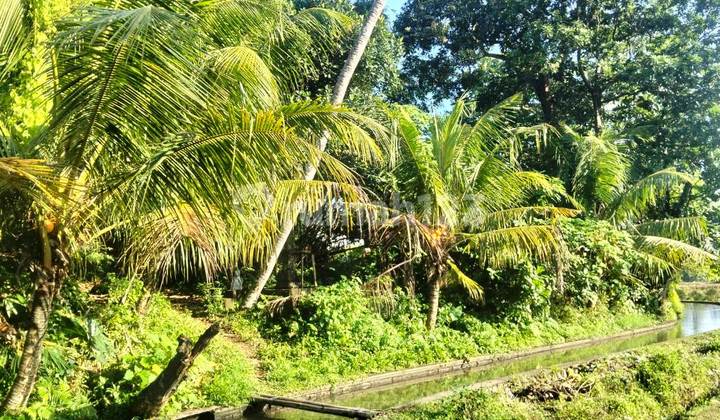 53 SQM YELLOW ZONE LAND FOR LEASE IN UBUD - BALI 53 SQM YELLOW ZONE LAND FOR LEASE IN UBUD - BALI