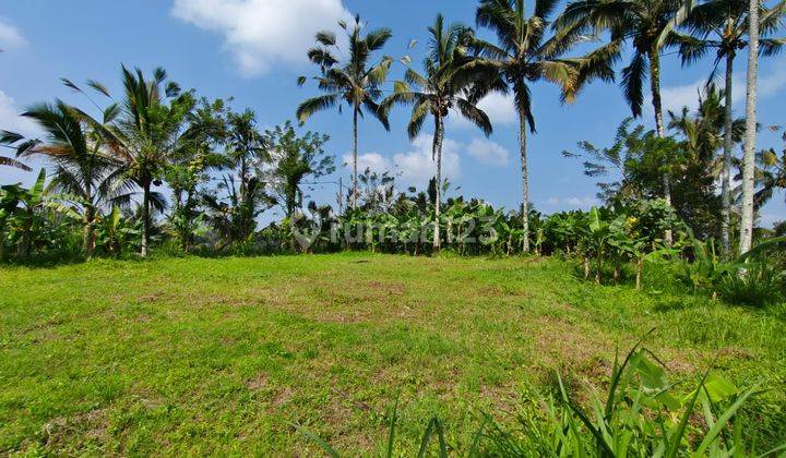 Dijual Tanah Tegalan View Lembah Dan Sawah Terasiring Di Payangan Bali 2