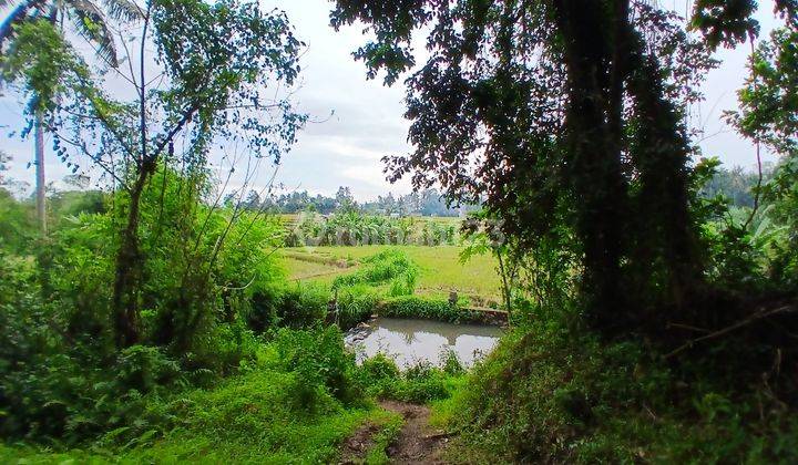 RICE FIELD AND RIVER VIEW LAND FOR LEASE IN SINGAKERTA - UBUD - BALI 2
