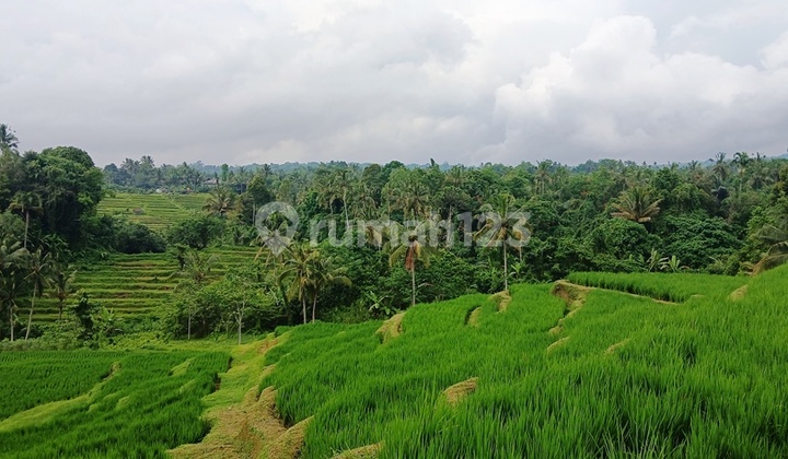 FOR SALE 6250 m2 LAND IN MANGESTA, PENEBEL, TABANAN - BALI FOR SALE 6250 m2 LAND IN MANGESTA, PENEBEL, TABANAN - BALI