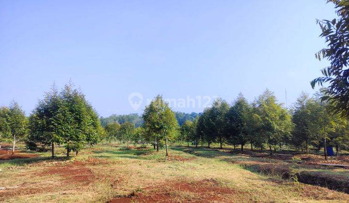 Tanah Plus Kebun Durian 22.000m2 Jumapolo Karanganyar 2