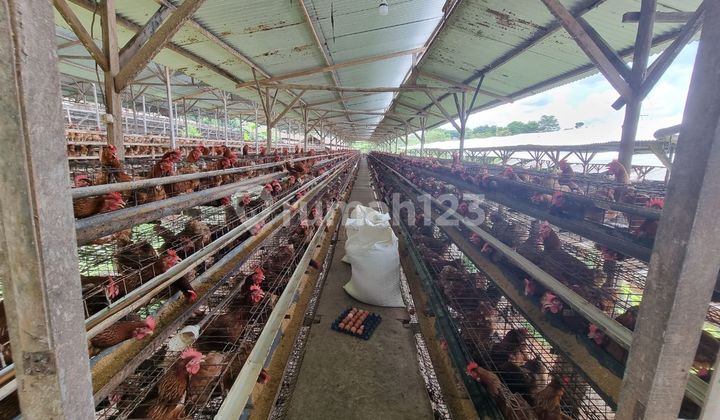 Usaha Ternak Ayam Aktif Luas ± 2 Ha Murah di Polokarto Sukoharjo