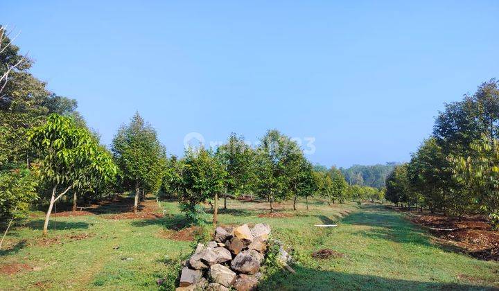 Tanah Plus Kebun Durian 22.000m2 Jumapolo Karanganyar 1