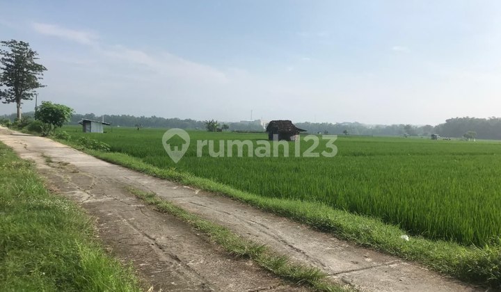 Tanah Sawah Produktif Luas 3.194M² di Kismoyoso Byl