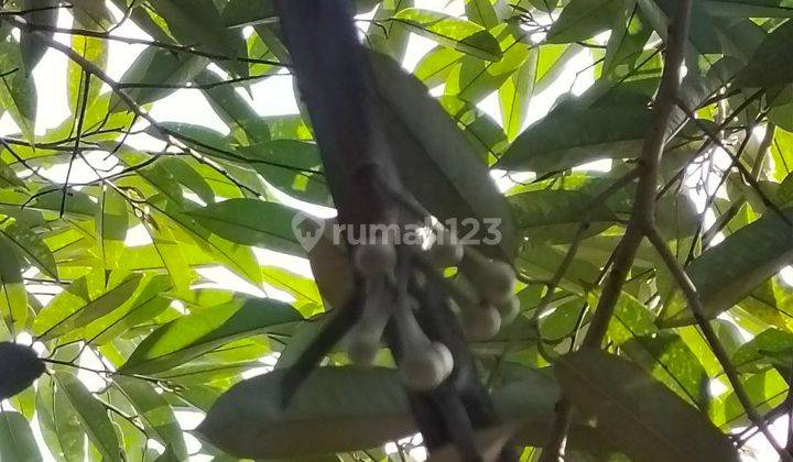 Kebun Durian 22.000m² Akses Mudah Dijangkau Jumapolo Karanganyar 2