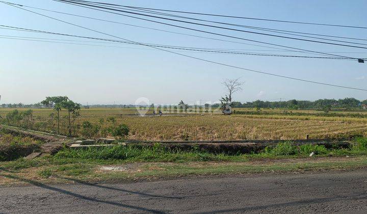 Tanah Sawah 1.445m² Strategis Tepi Jalan Raya  2