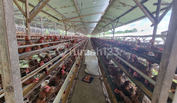 Bangunan Komersil Usaha Ternak Ayam Aktif Luas di Sukoharjo