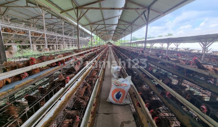 Bangunan Komersil Usaha Ternak Ayam Aktif Luas di Sukoharjo