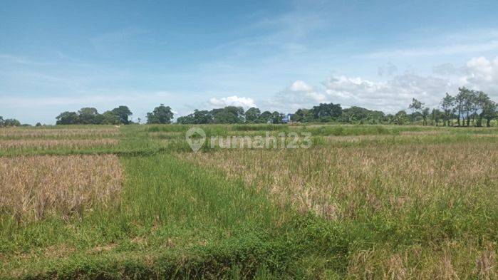 Dijual Tanah Kavling di Area Kedungu Tabanan 2