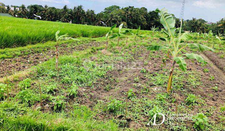 Freehold 26 Are Land In Buwit, Tabanan. 6