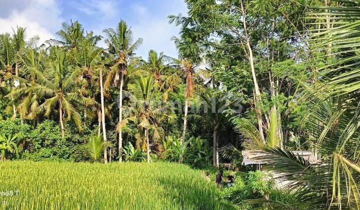 Riverside Land For Leasehold In Lodtunduh Ubud Yellow Zone Riverside Land For Leasehold In Lodtunduh Ubud Yellow Zone