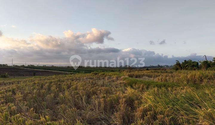 Cheap Land in Los Pantai Kelating Tabanan Near Soori Bali Hotel Cheap Land in Los Pantai Kelating Tabanan Near Soori Bali Hotel