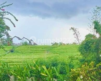Tanah Los Sungai View Greenbelt Di Pantai Pererenan Canggu Zona Kuning