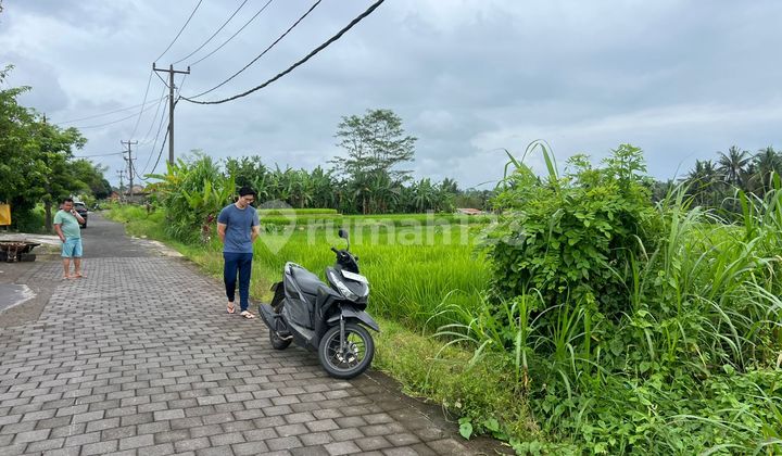 Tanah View Sawah Dekat Kamandalu Resort Ubud Zona Pink