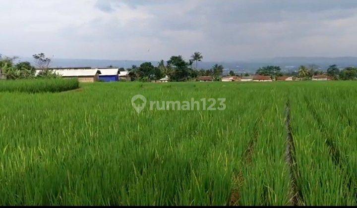 Tanah 1.3 Hektar SHM Sawah Dan Rumah Di Sukabumi  1