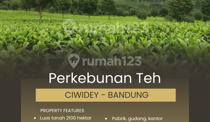DIJUAL PERKEBUNAN TEH DI BANDUNG DIJUAL PERKEBUNAN TEH DI BANDUNG