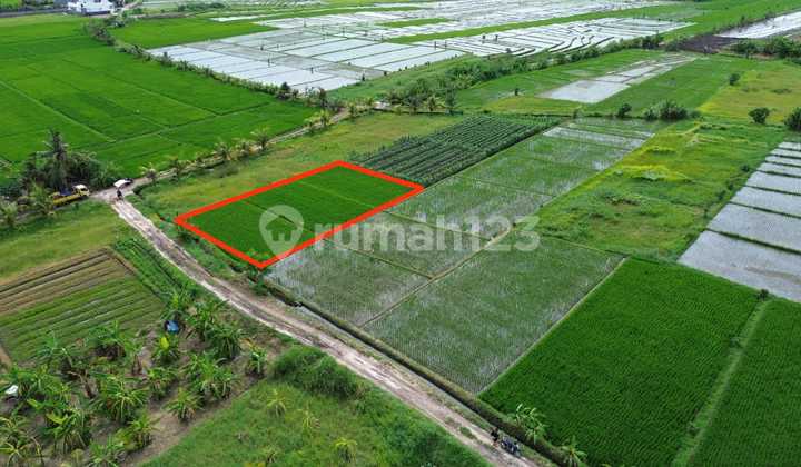 Tanah 700.0 M² Shm Di Tabanan Pk